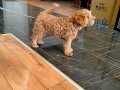 TOY POODLE DİŞİ 8 AYLIK