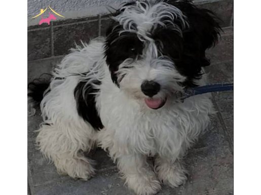 Morkie cinsi 0 numara saglıklı yavru 6 aylık