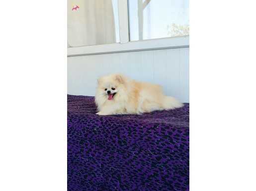 Pofuduk Pomeranian Boo Kızımız 