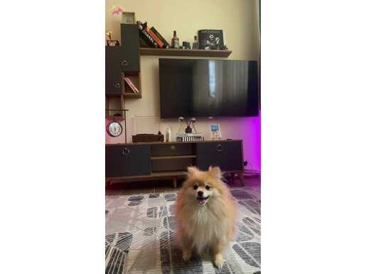 2 yaşında dişi pomeranian spitz