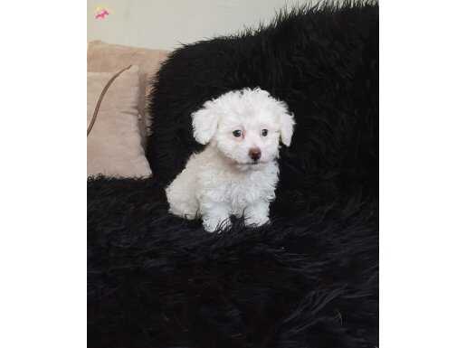 Beyaz Dişi Maltipoo