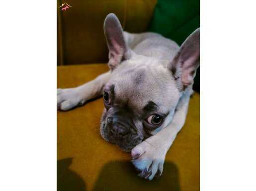 French Bulldog 