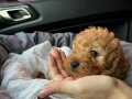 Toy poodle 2 aylık 