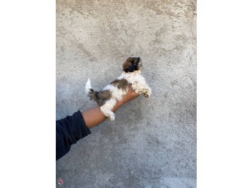 Shih Tzu yavrular Tüy Dökmez Kraliyet Köpekleri