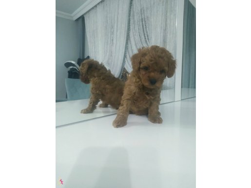 Koyu renk toy poodle 