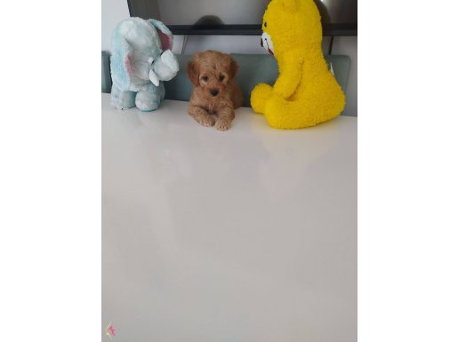 Toy poodle kucuk irk 