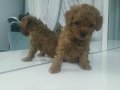 Koyu renk toy poodle 