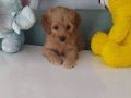 Toy poodle kucuk irk 