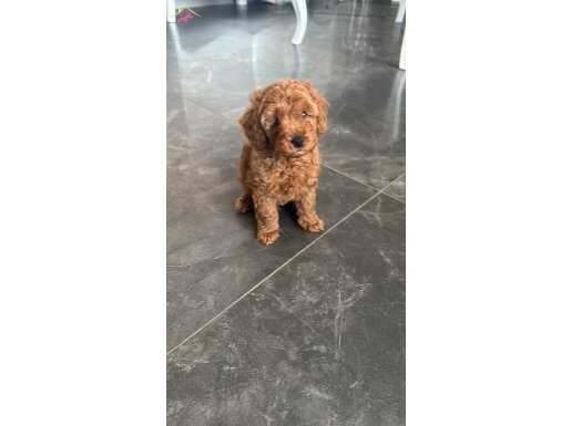 Toy poodle lekesiz koyu renk sahibinden acil 