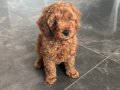 Toy poodle lekesiz koyu renk sahibinden acil 