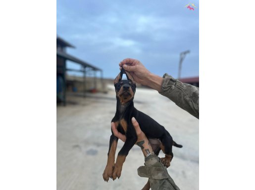 İstanbula elden teslim King Doberman Yavruları Dobra Kalite