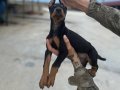 İstanbula elden teslim King Doberman Yavruları Dobra Kalite