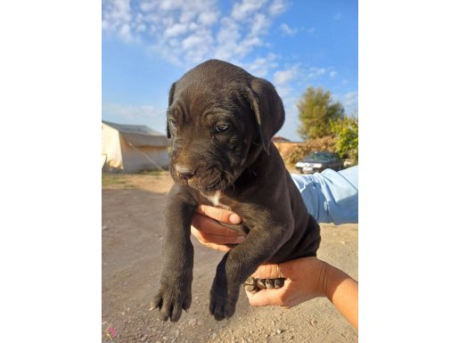 Tertemiz Canecorso yavruları.