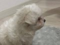 Maltipoo dişi 47 günlük yavrumuz yeni sahip arıyor 