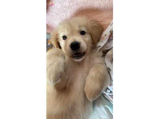 2 aylık DİŞİ GOLDEN Retriever