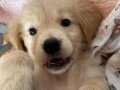 2 aylık DİŞİ GOLDEN Retriever