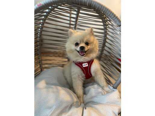 Pomeranian Boo