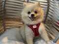 Pomeranian Boo