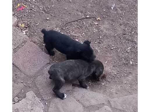 2 dişi cane corso ırk garantili anne altından