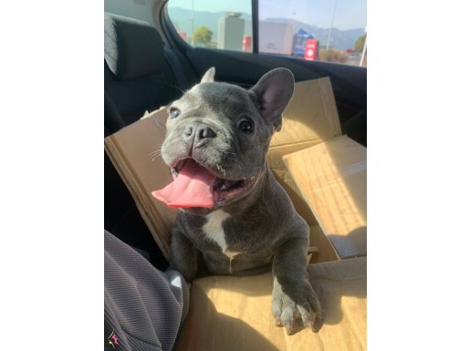 yavru blue french bulldog