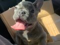 yavru blue french bulldog