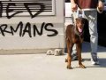 IRK GARANTİLİ EN İYİ ŞEKİLDE BESLENMİS 5 AYLİK KİNG DOBERMAN