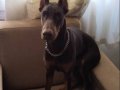 4.5 AYLİK SAFKAN İRK GARANTİLİ, 21 KG KİZİL DOBERMAN.