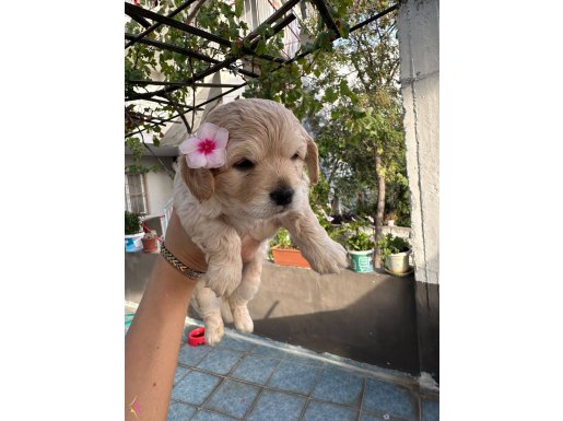 Maltese Terrier Yavrular