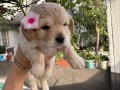 Maltese Terrier Yavrular