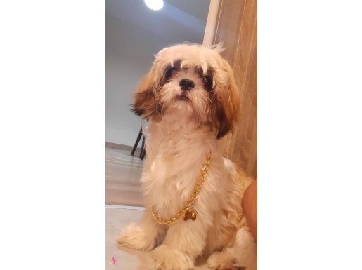 Shih Tzu 9 Aylik Dişi