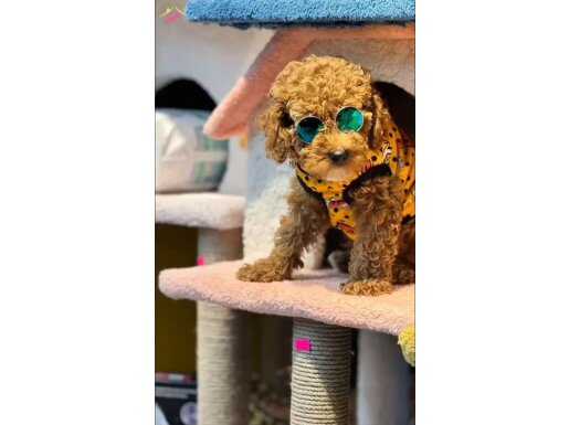 Toy Poodle Yavrusu 