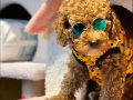 Toy Poodle Yavrusu 