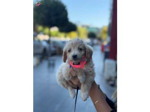 2buçuk aylık maltipoo