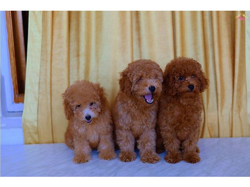 Orjinal ToyPoodle 2.5 Aylık 