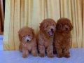 Orjinal ToyPoodle 2.5 Aylık 