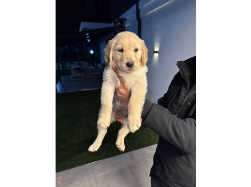 Babyface erkek golden retriever yavrular