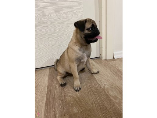 Oyuncu sahibine sadık orjinal yavru pug