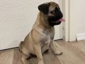 Oyuncu sahibine sadık orjinal yavru pug