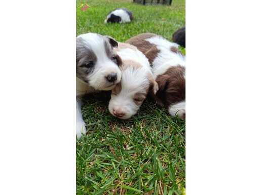 Ev üretimi border Collie yavruları