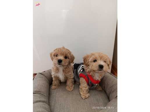 0 Numara Maltipoo Yavrularım Son Adetler 