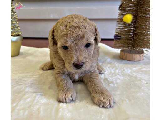 3 ADET 45 GÜNLÜK ÖDÜLLÜ KÖPEK İLE ÇİFTLEŞMİŞ YAVRULAR