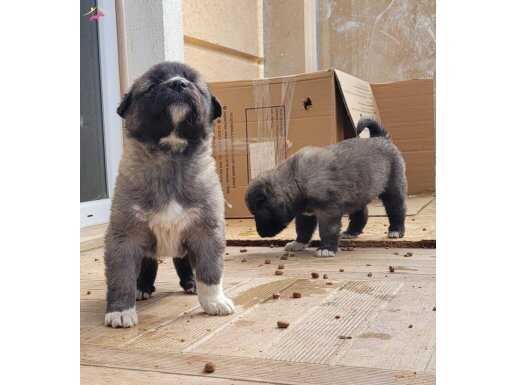 GERÇEK SAFKAN KANGAL YAVRULARI ERKEKLER 