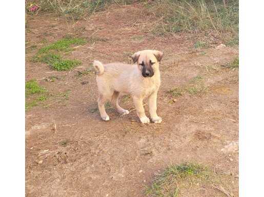 SAFKAN BİR ÇİFT KANGAL YAVRUSU KACIRMAYIN 