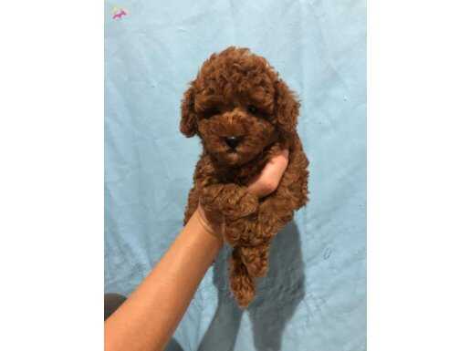 Toy Poodle A kalite İstanbul 