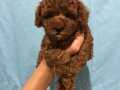 Toy Poodle A kalite İstanbul 