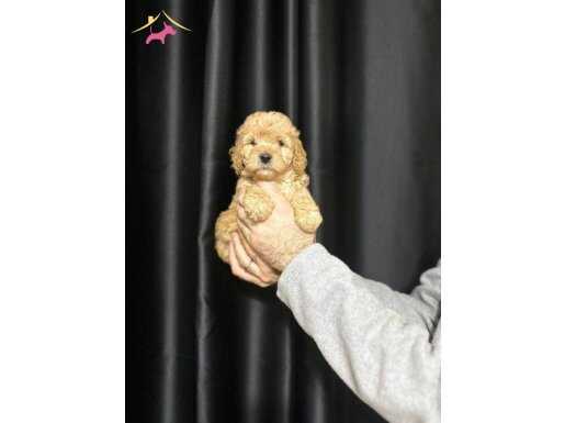 A Kalite Toy Poodle yavrularımız tuvalet eğitimli 