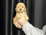 A Kalite Toy Poodle yavrularımız tuvalet eğitimli 