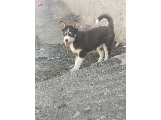 Anneden babadan orjinal husky