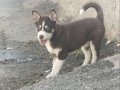 Anneden babadan orjinal husky