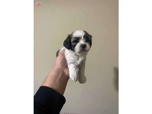 Küt burun shihtzu yavrular